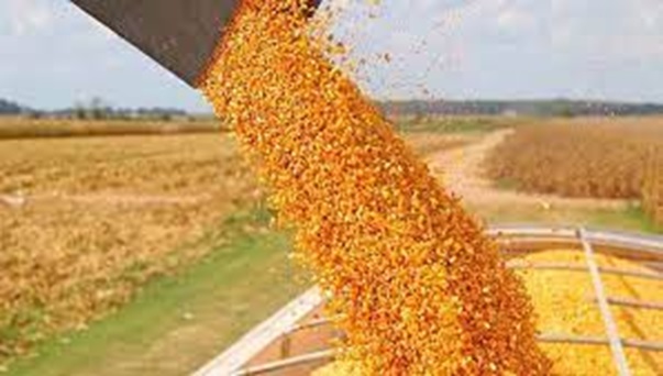 El maíz apunta a un nuevo récord productivo
