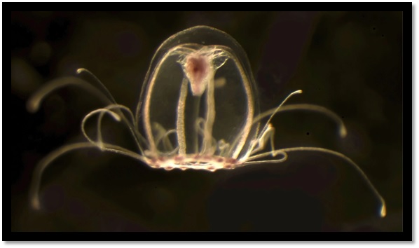 'Turritopsis dohrnii', la medusa inmortal, vive en aguas del Mediterráneo.