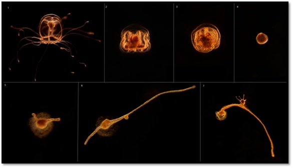 Ciclo de transformación en el que la medusa inmortal da marcha atrás en su reloj biológico tras alcanzar la madurez sexual y renace
