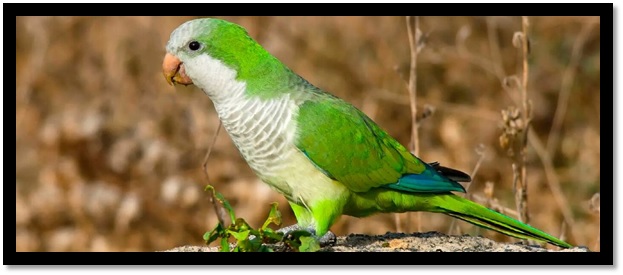 Myiopsitta monachus, también conocida como la cotorra argentina o cotorra monje, es un ave nativa de América del Sur. Créditos: Xataka.