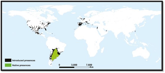 Los territorios donde actualmente se encuentra la cotorra argentina, según datos de la base de datos eBird. Créditos: Universidad de Málaga, España.