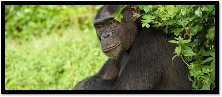 Créditos: New England Primate Conservancy.