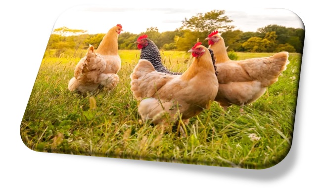 El organismo detecto la enfermedad en un establecimiento de reproductores de Ranchos, en la provincia de Buenos Aires.