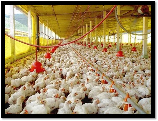 Las importaciones de carne alcanzaron un nuevo récord en marzo y advierten por la subsistencia de pequeños productores :: Asdigitalnews