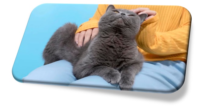 Los sonidos del cuerpo humano transmiten al gato una sensación de tranquilidad y seguridad (Yifei Fang)