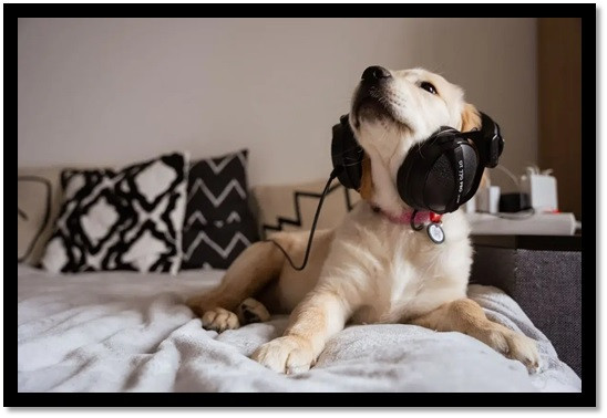 Un estudio analizó playlists para perros y estas son las canciones que más suenan :: Asdigitalnews