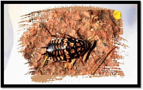 ¿Cuál es la función de las cucarachas? Descubre su impacto en la naturaleza :: Asdigitalnews