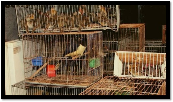 El tráfico ilegal de fauna silvestre ya es la cuarta industria ilícita más rentable del planeta :: Asdigitalnews
