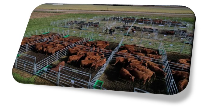 El servicio cuesta u$s 49 por animal e incluye un análisis genético y dos sesiones de asesoramiento (Gentileza Bulltrack)